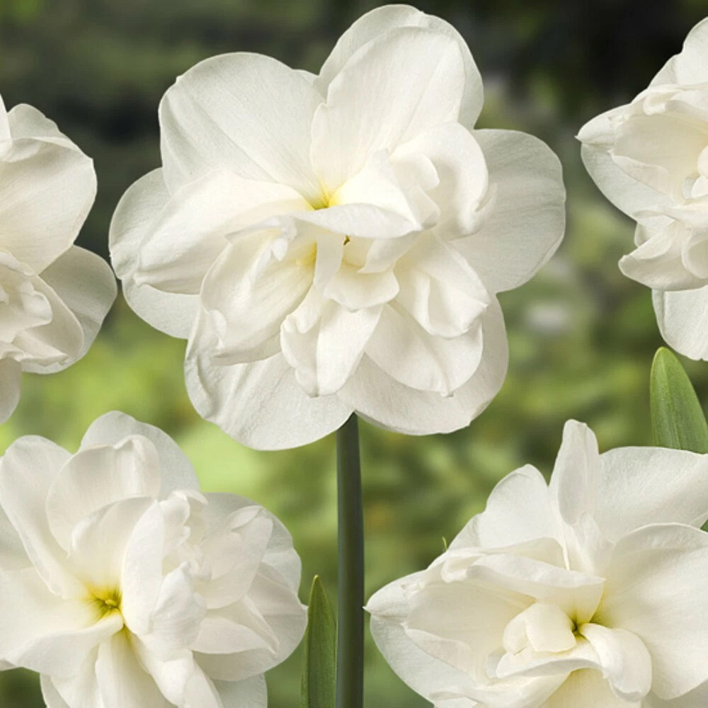 Thompson and Morgan Daffodil Rose of May Improved Spring Planting Bulb 16 Pack Image 2