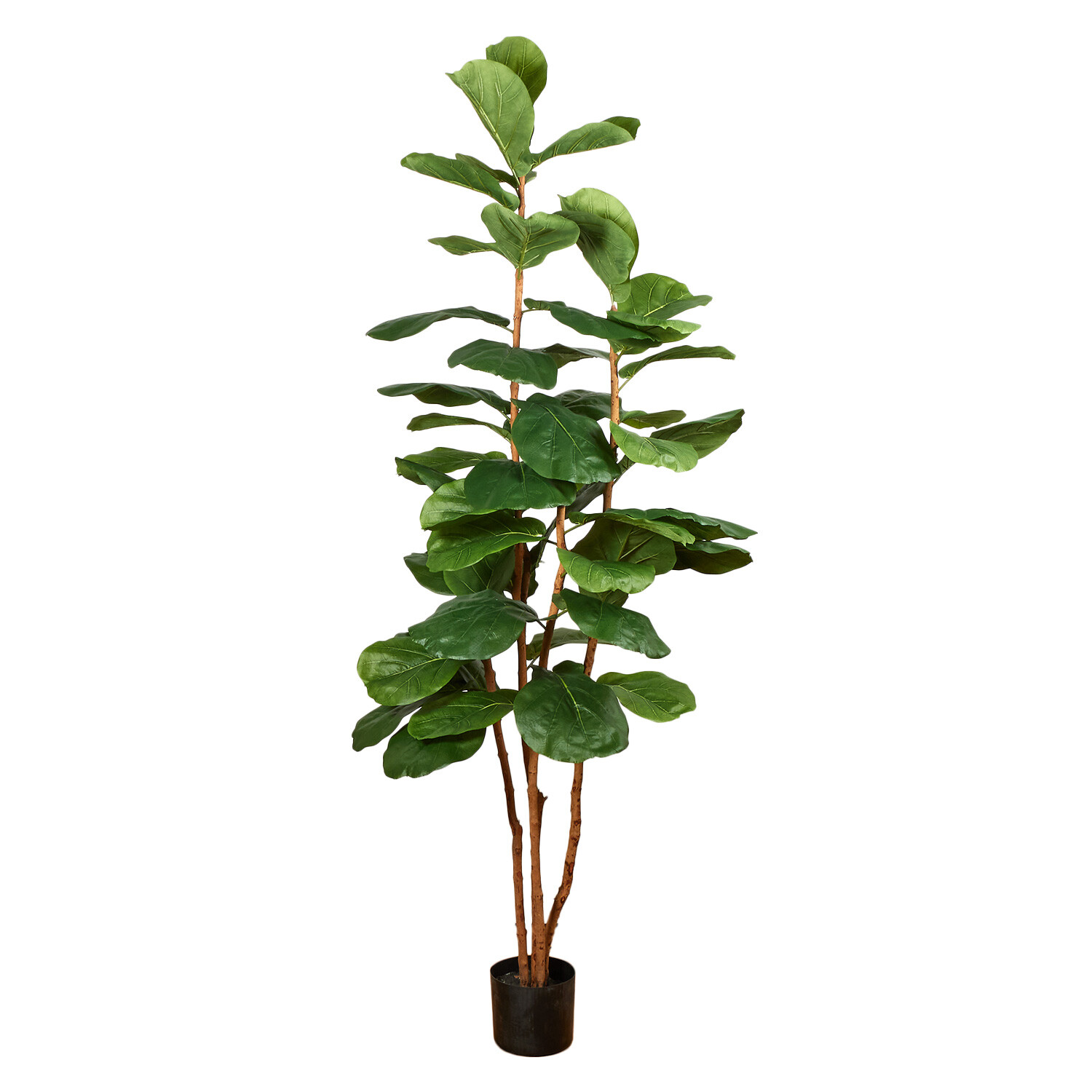 Fiddle Tree - Green Image 1