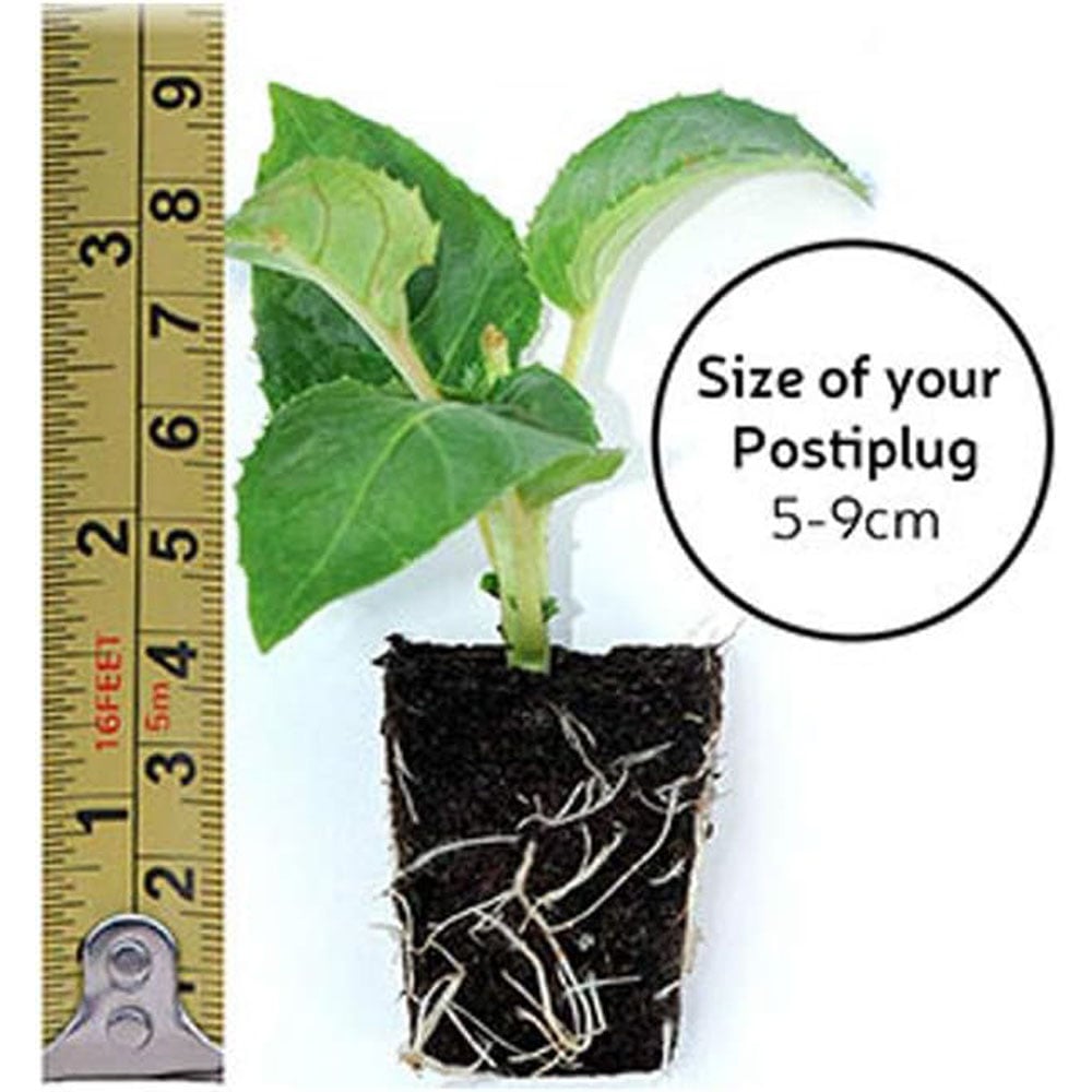 Thompson and Morgan Nurserymans Choice Petunia Postiplugs 100 Pack Image 6