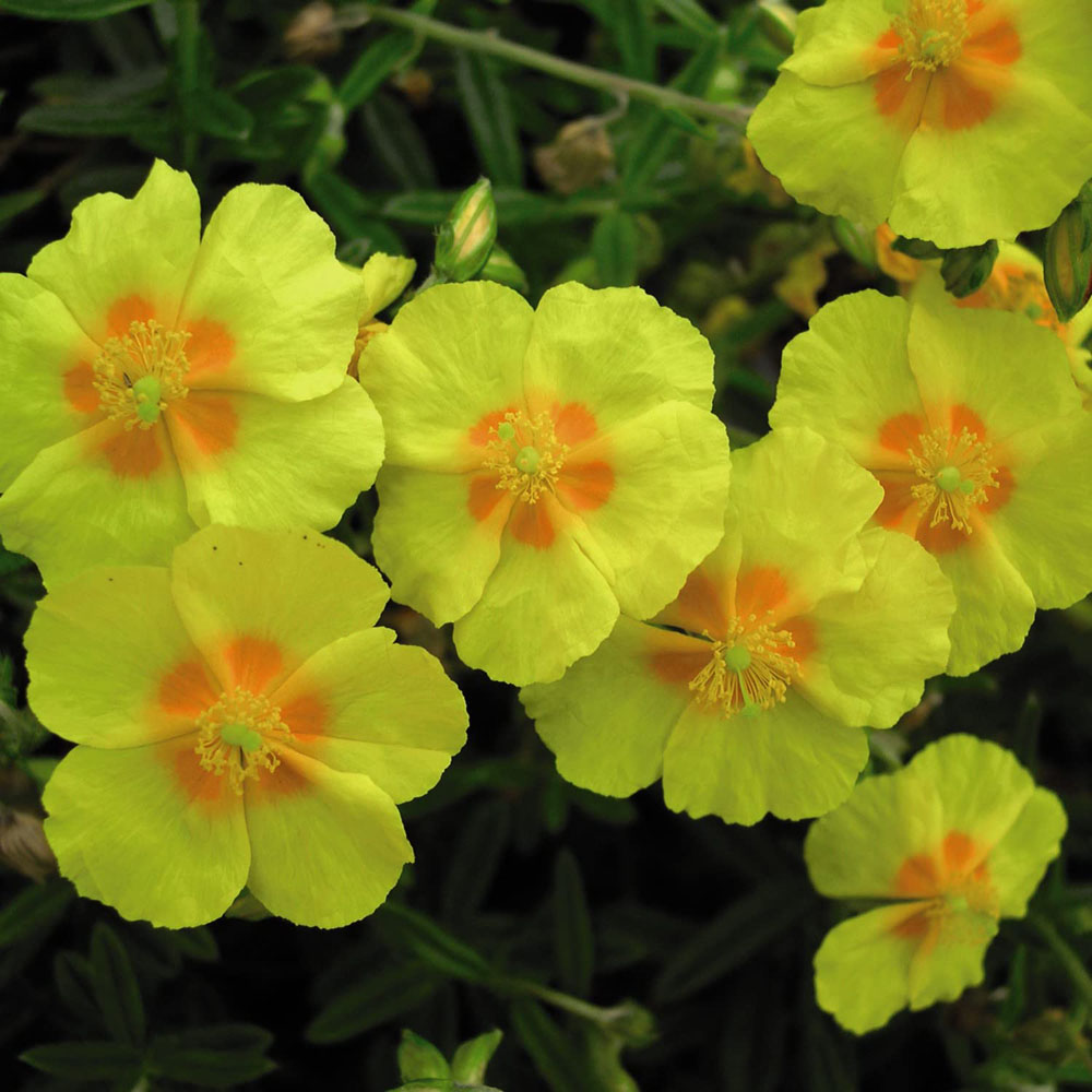 Thompson and Morgan Helianthemum Ben Fhada Plant Pot 1L 2 Pack Image 3