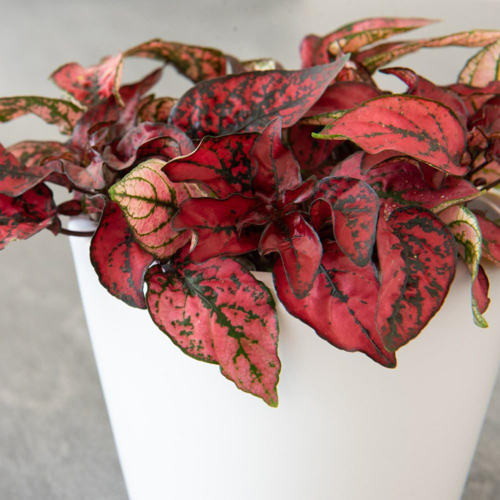 Thompson and Morgan Hypoestes Phyllostachya Polka Dot Red Plant Pot 9cm Image 3