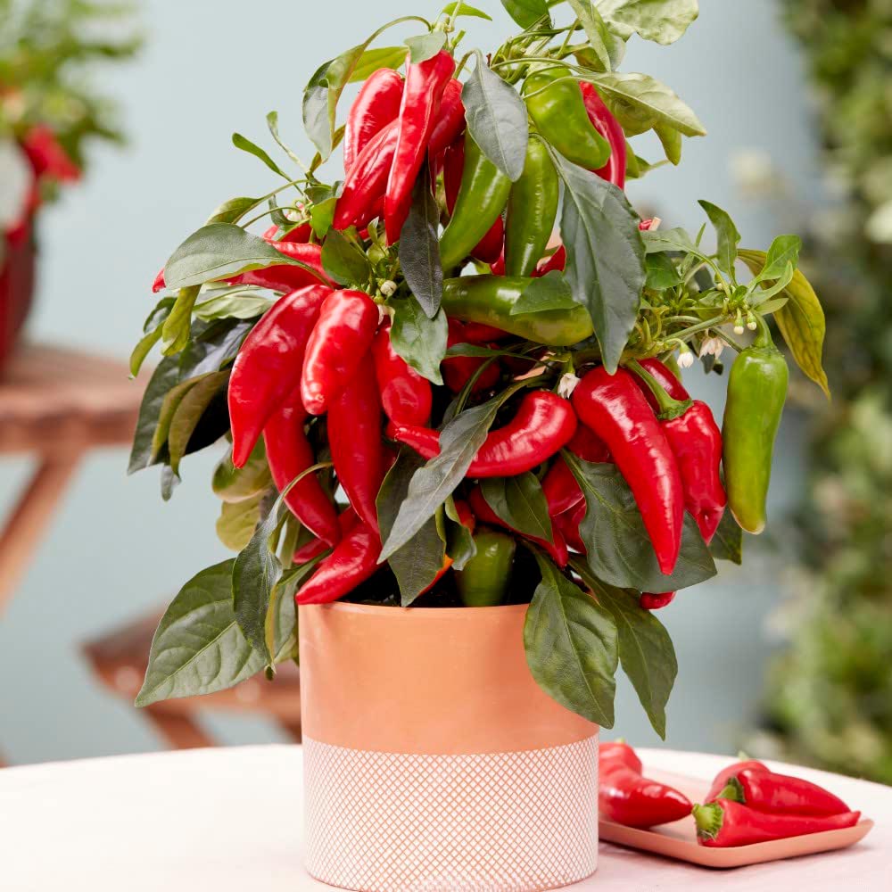 Thompson and Morgan Pepper Chilli Mild Patio Galaxy Red Plant Pot 9cm Image 2