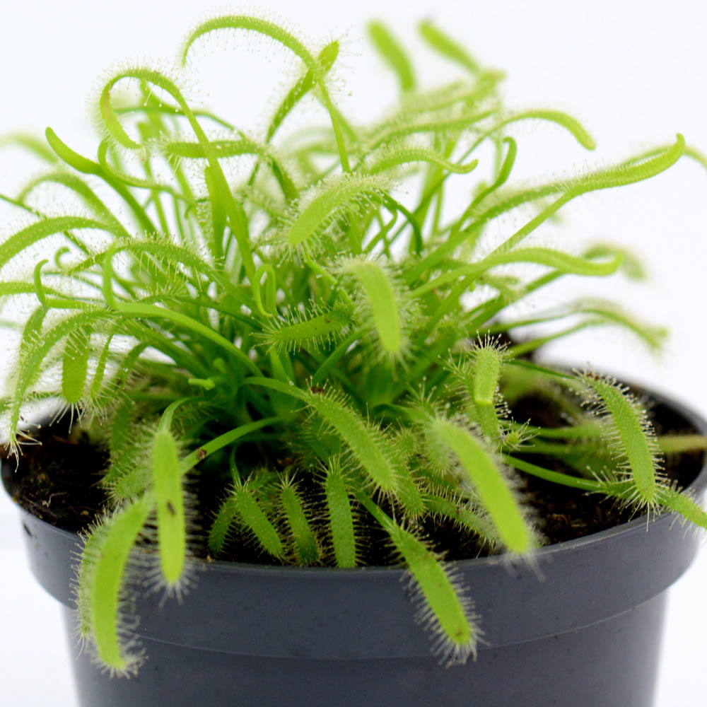 Thompson and Morgan Drosera Capensis Plant Pot 9cm Image 4