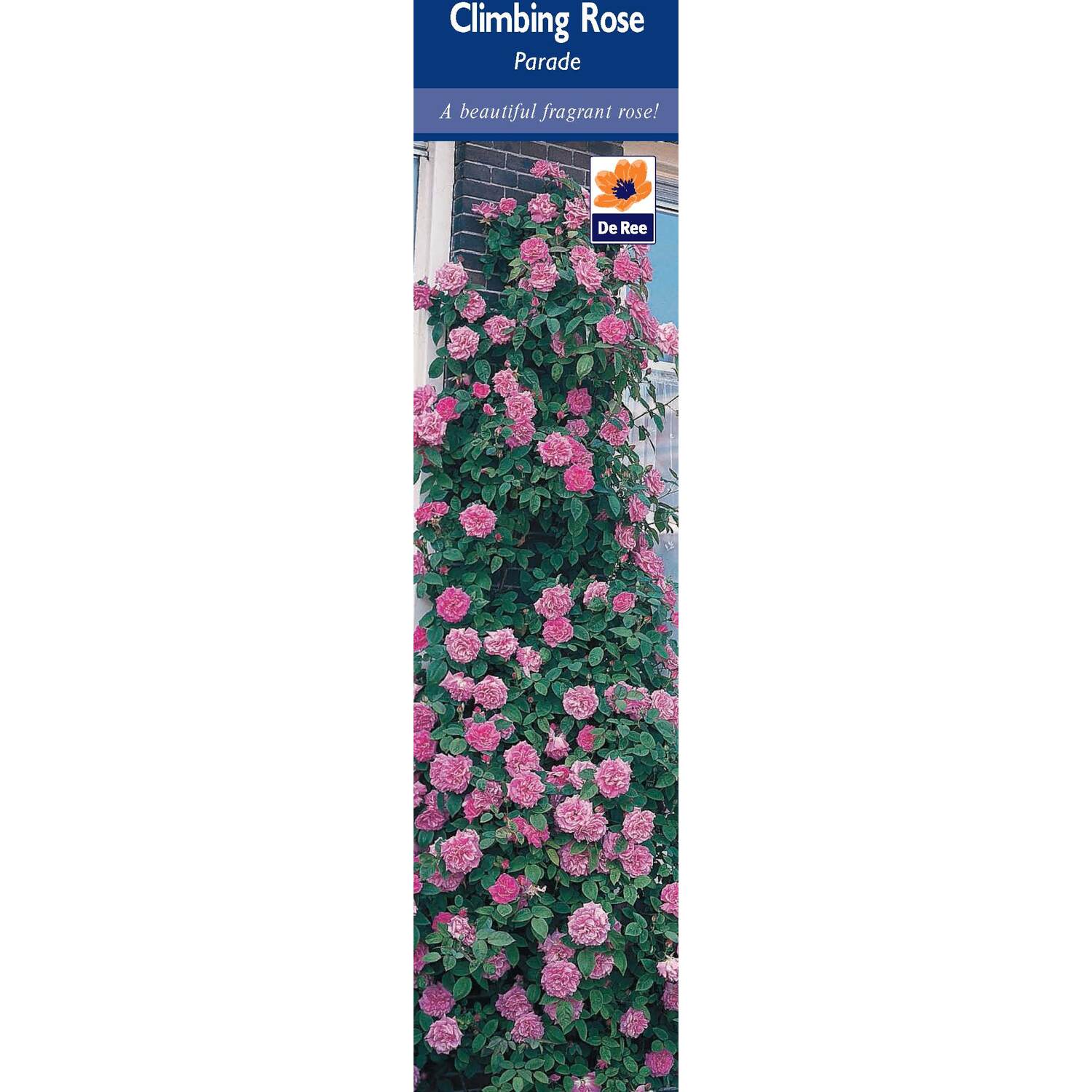 Pre-Packed Rose Image 10