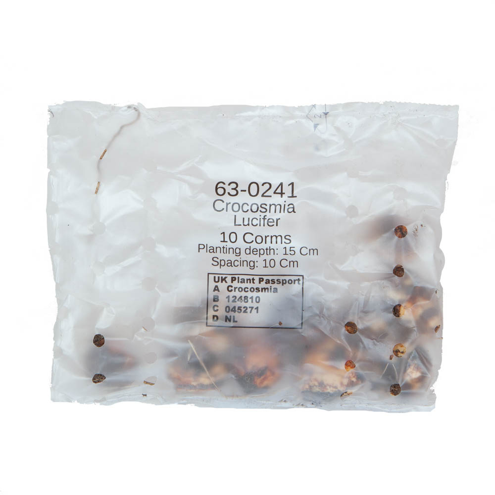 YouGarden Crocosmia Lucifer Red Bulbs 10 Pack Image 3
