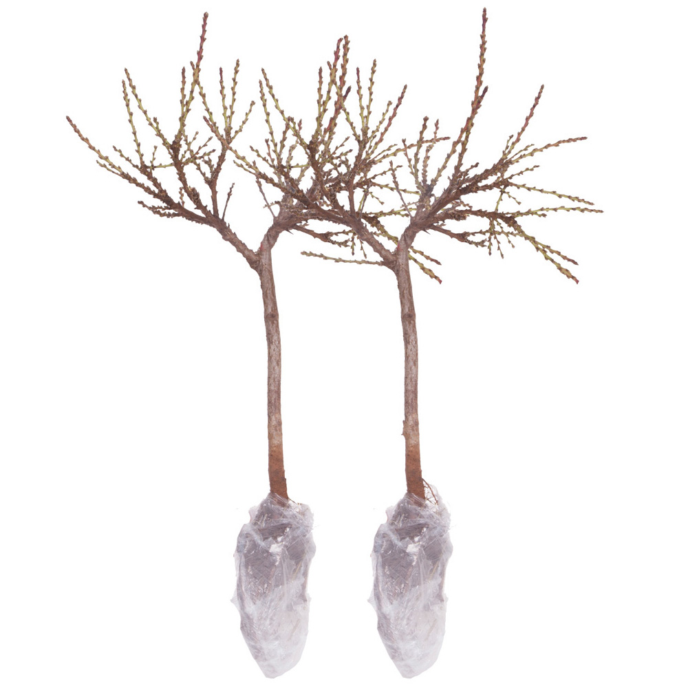 YouGarden Patio Peach Crimson Bare Root Tree 2 Pack Image 4