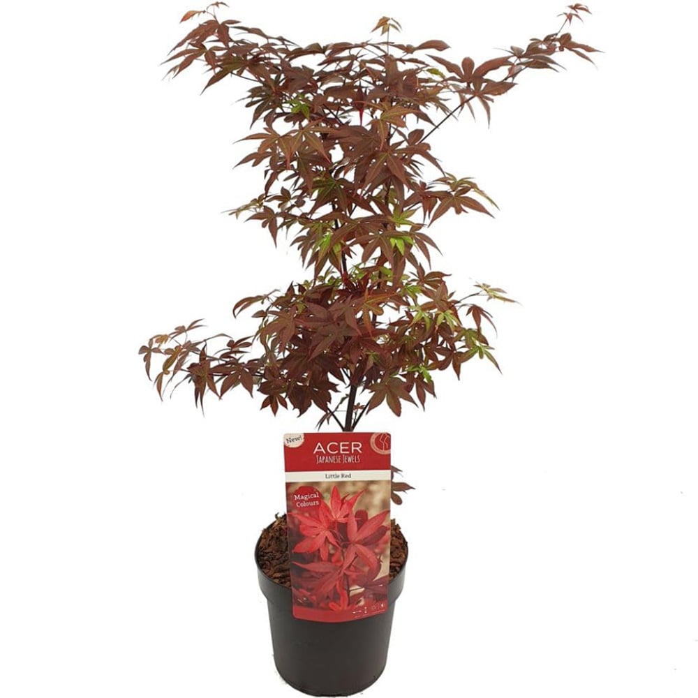 Thompson and Morgan Acer Palmatum Little Red Plant Pot 3L Image 2