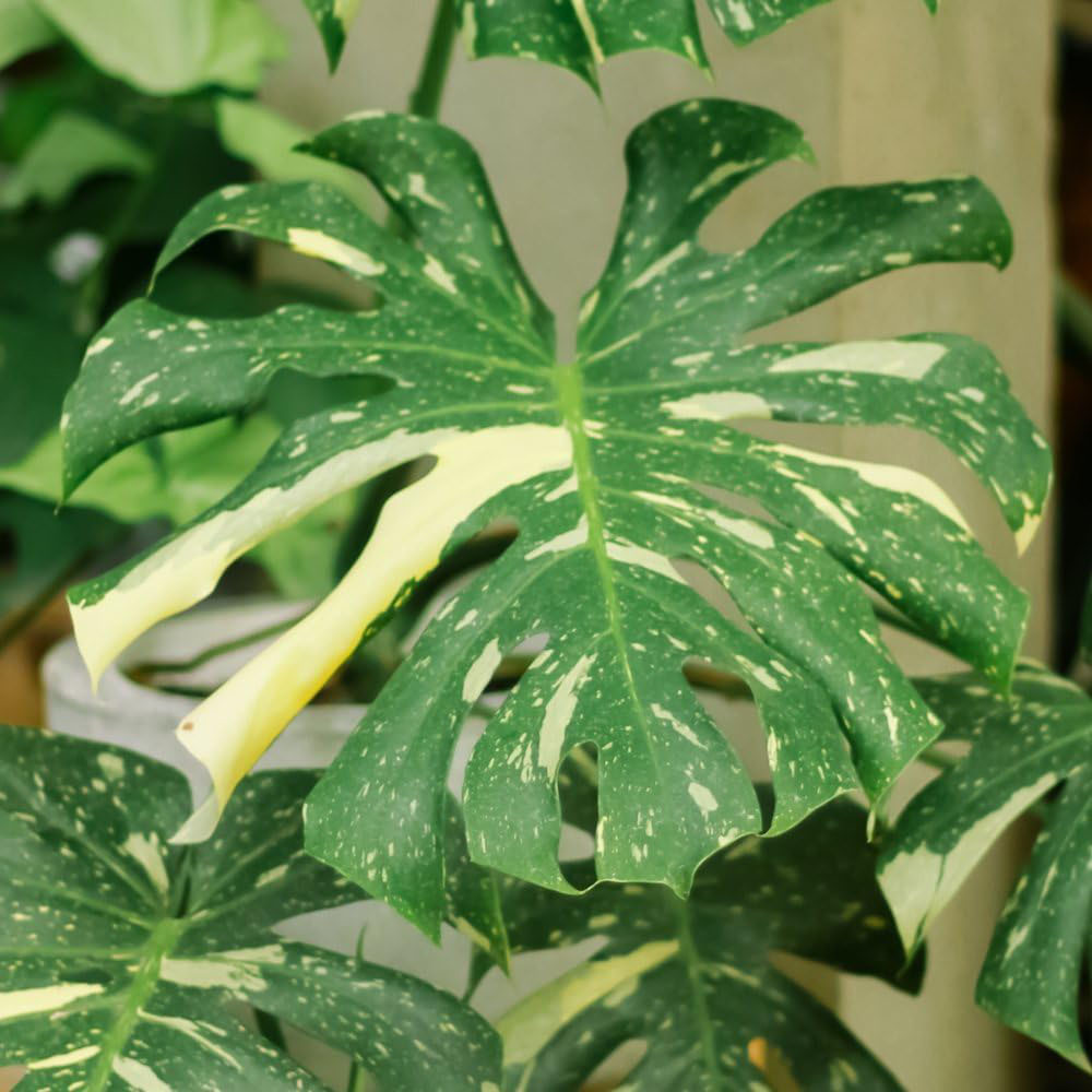 Thompson and Morgan Monstera Thai Constellation Plant Pot 12cm Image 3