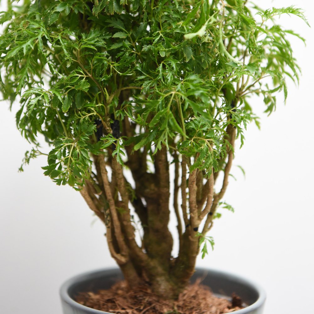 Thompson & Morgan Polyscias Fruticosa Ming Potted Plant Image 2