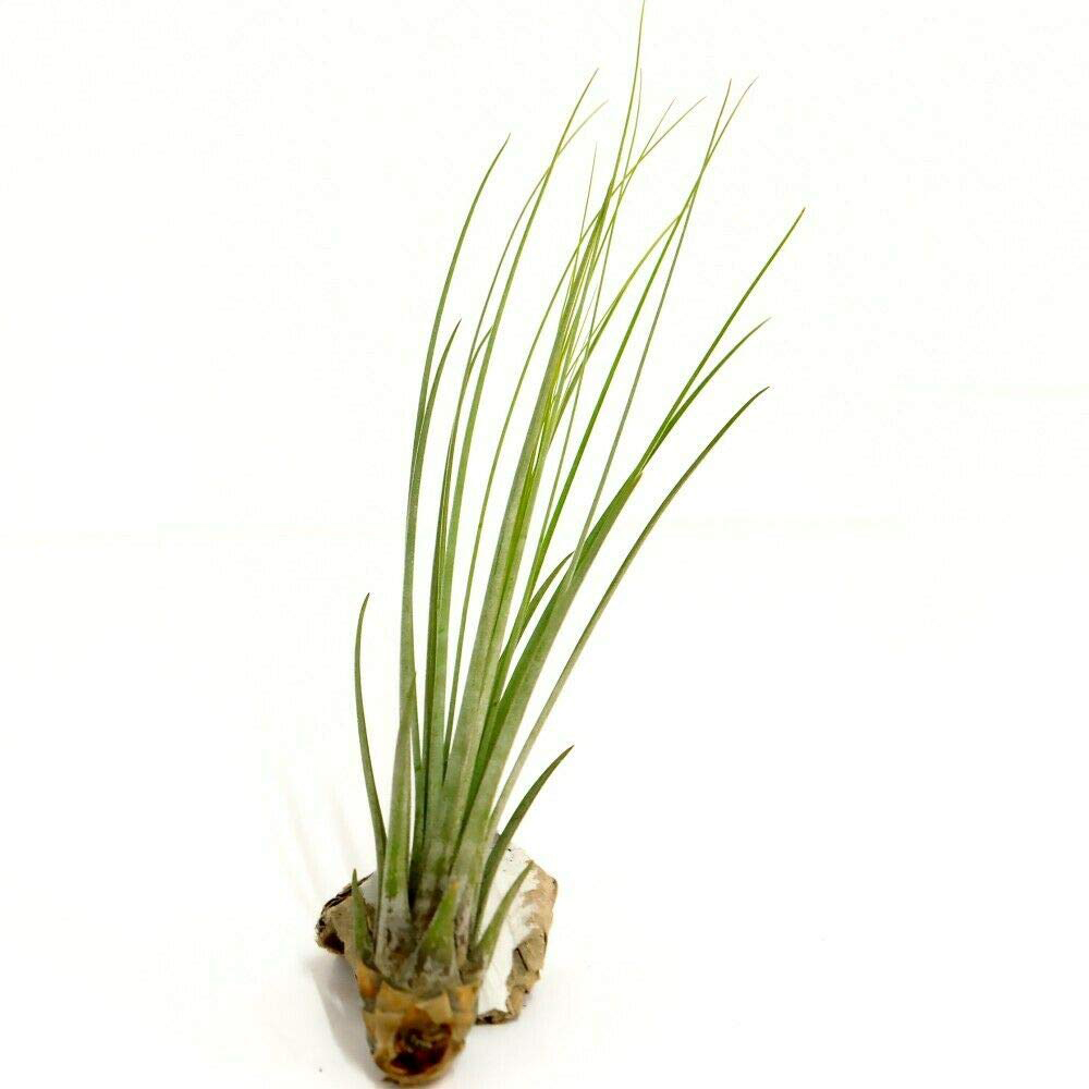 Thompson and Morgan Medium Tillandsia Juncea Air Plant 2 Pack Image 2