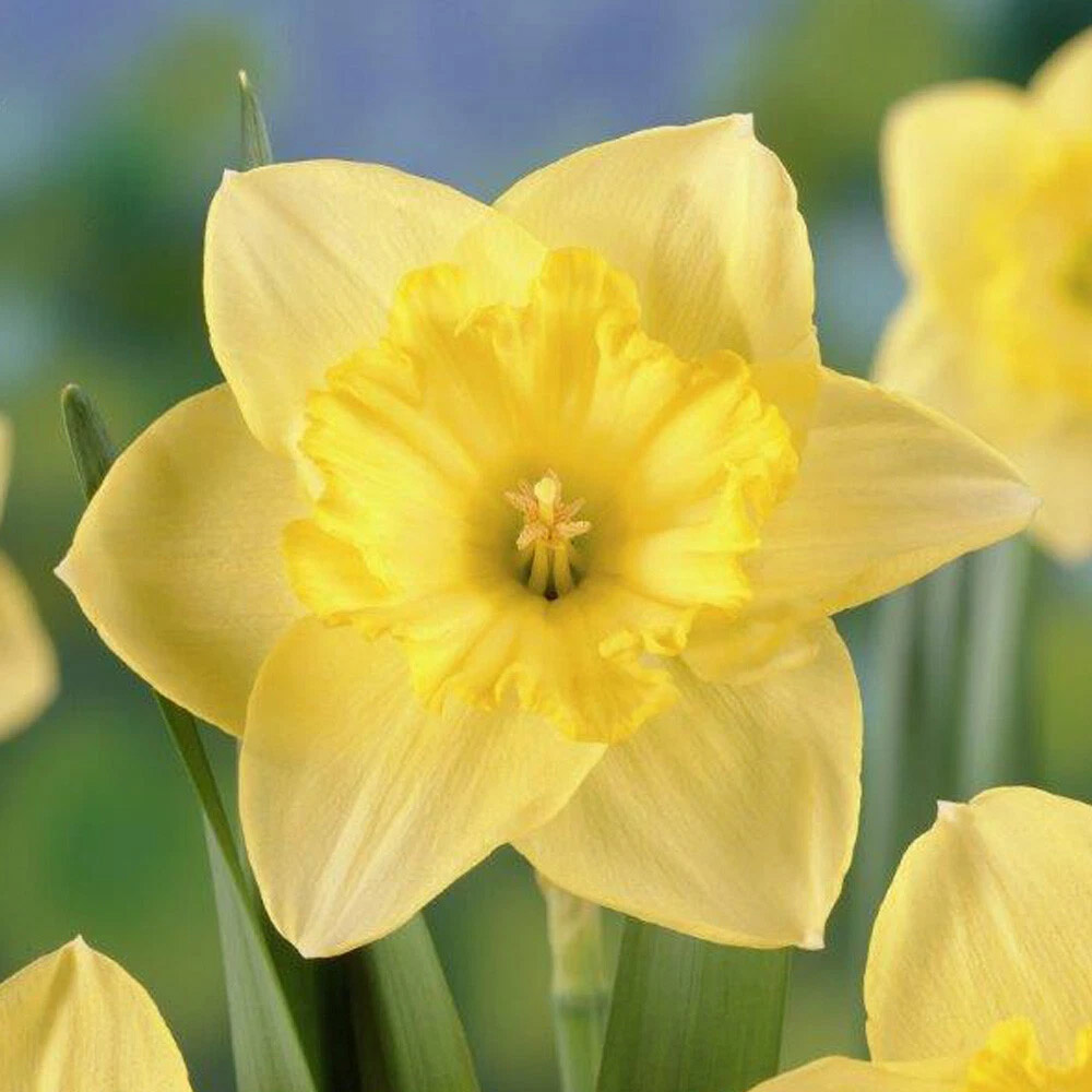 Thompson and Morgan Daffodil St Patricks Day Planting Bulb 8 Pack Image 5