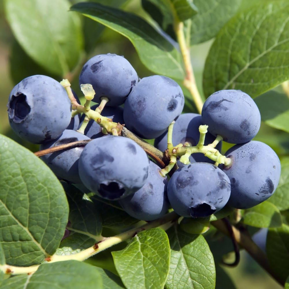 Thompson and Morgan Vaccinium Blueberry Plant Pot 9cm 3 Pack with Seed Packet 5 Pack Image 1