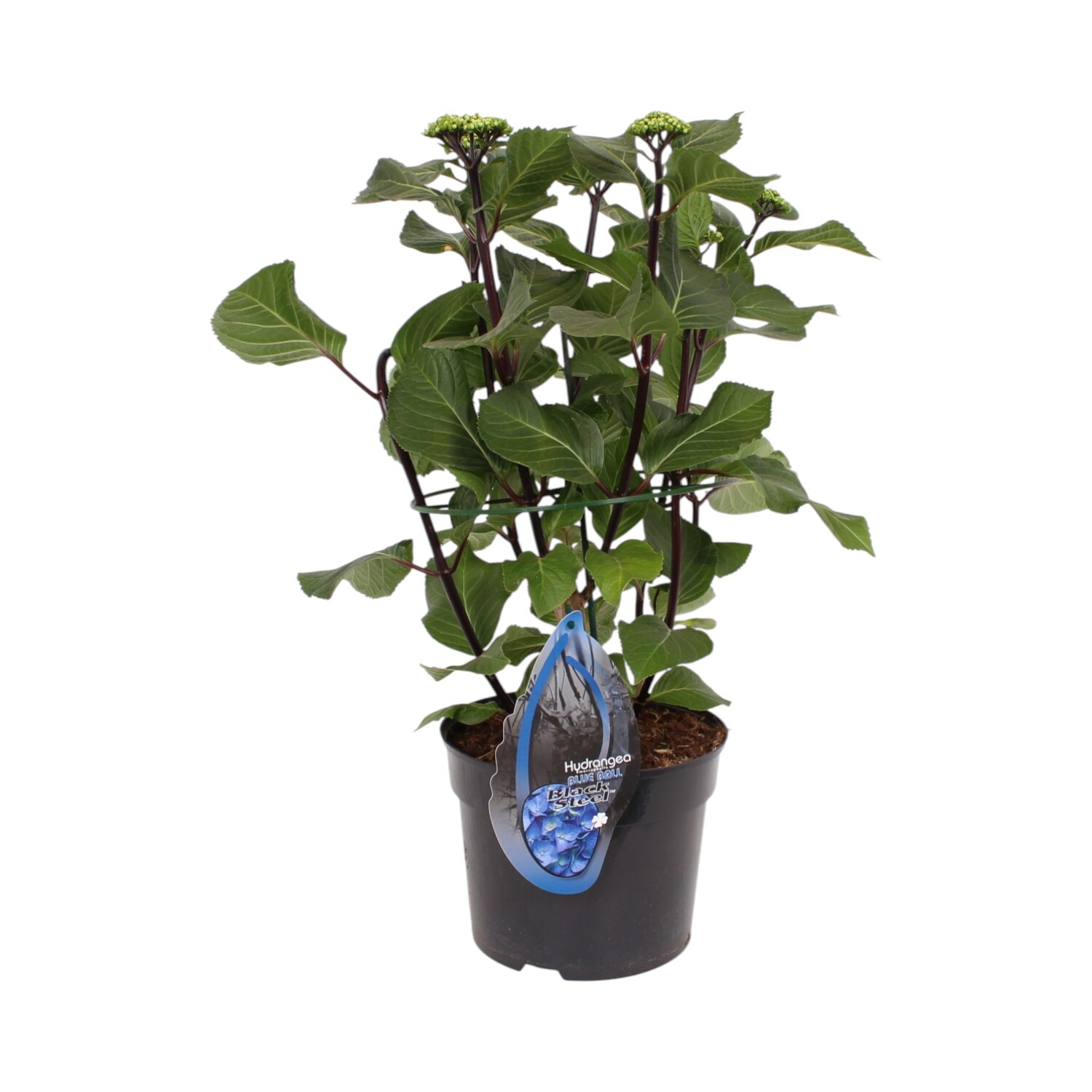 Hydrangea Blacksteel Plant Image 4