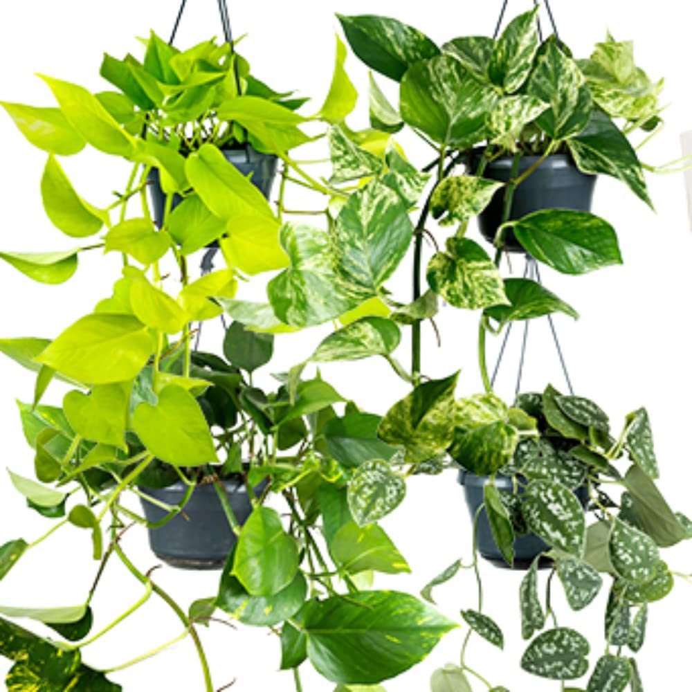 Thompson and Morgan Potted Planthos Epipremnum Mixed Hanging Plant Pot 15cm Image 2