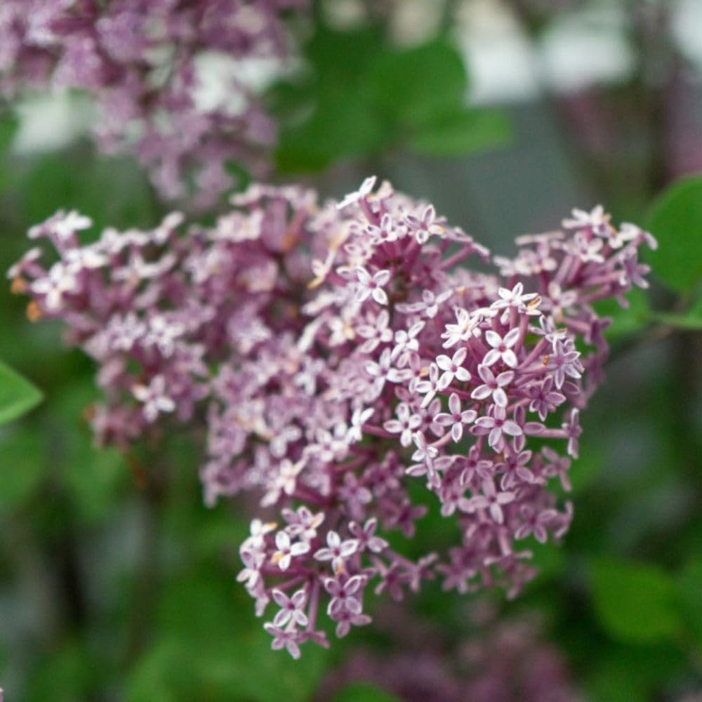 Thompson and Morgan Syringa Meyeri Palibin Plant Pot 2L 4 Pack Image 2