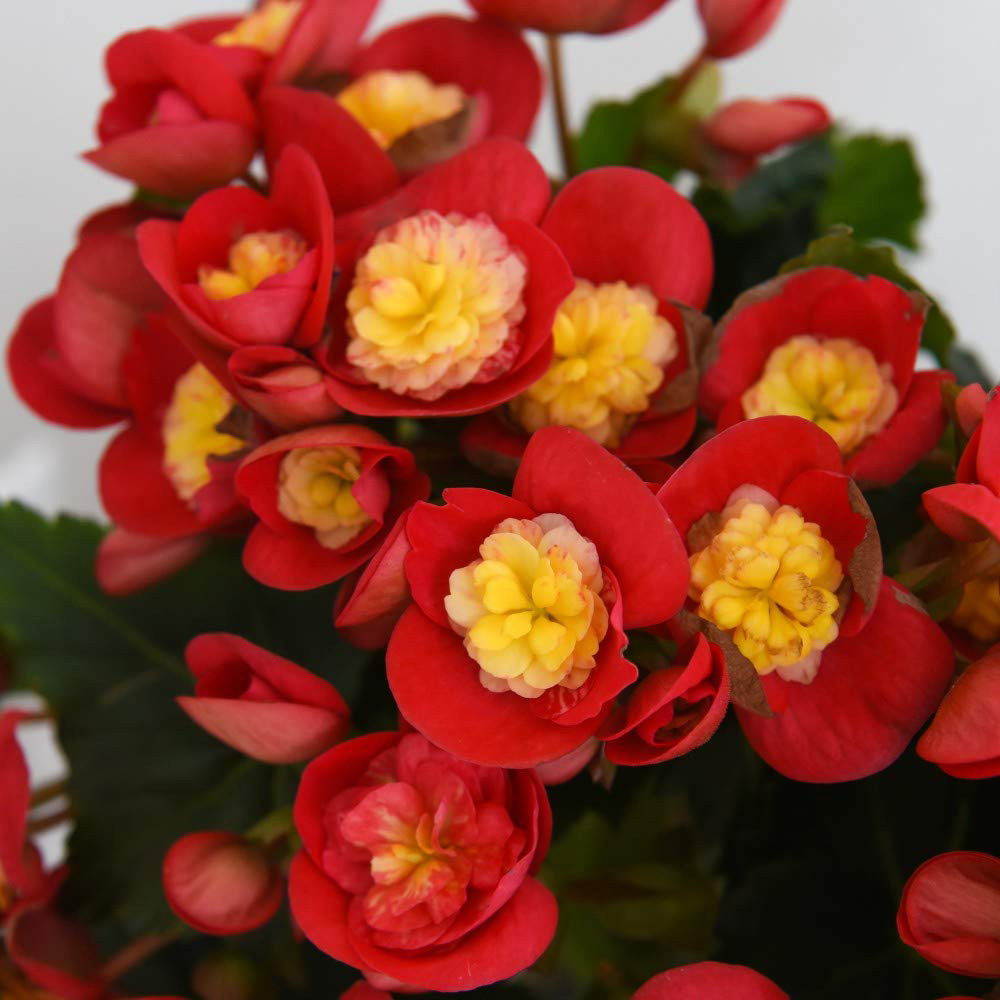 Thompson and Morgan Begonia Valentino Pink Potted Plant 14cm Image 5