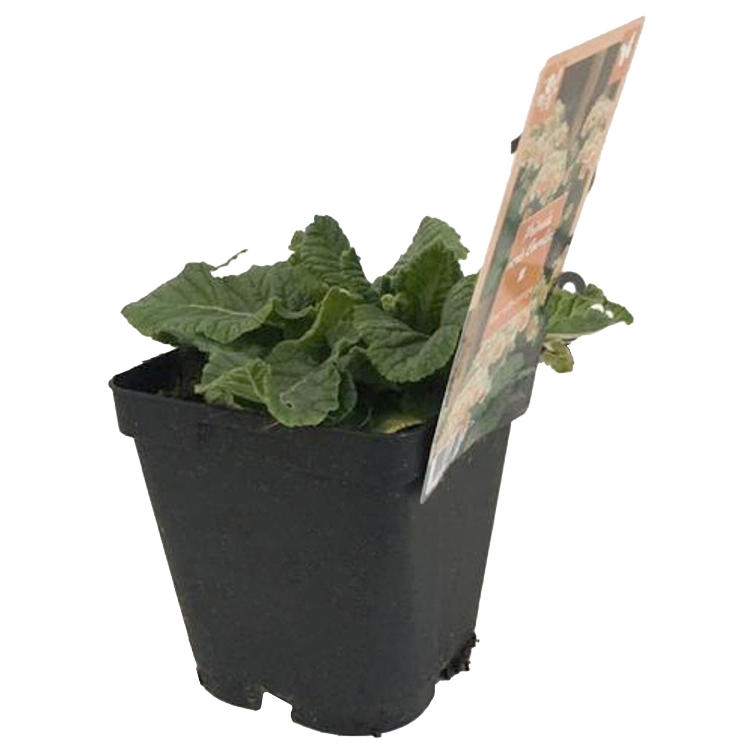 Primula Veris 13cm - Yellow Image