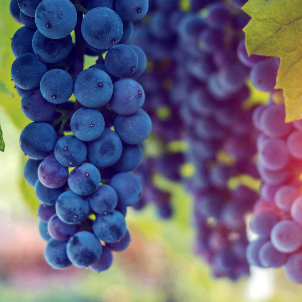 Thompson and Morgan Grape Vitis Cabernet Plant Pot 10.5cm Image 4