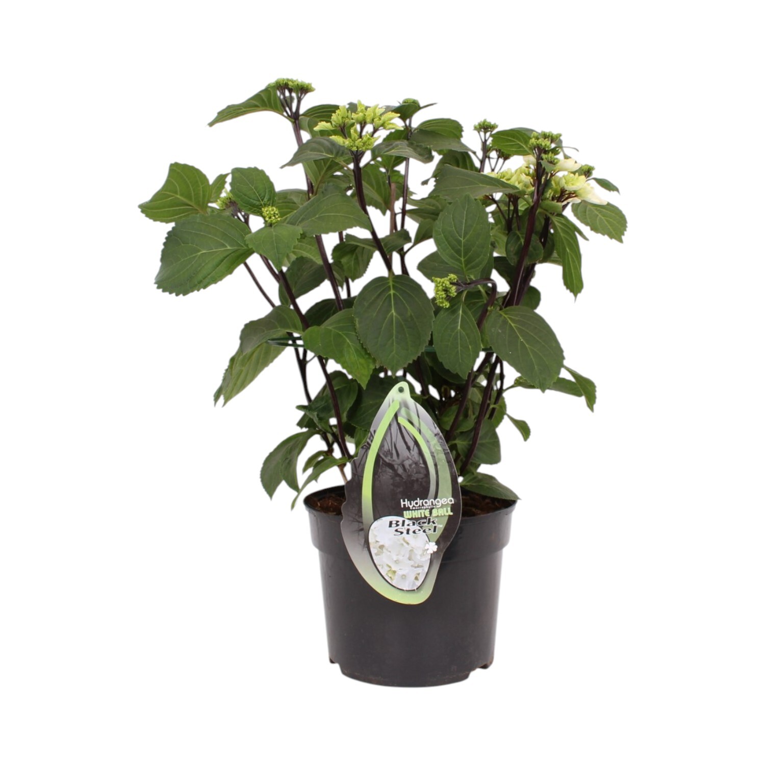 Hydrangea Blacksteel Plant Image 3