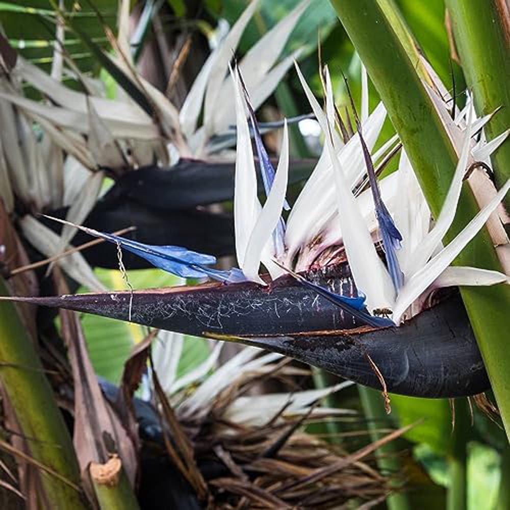 Thompson and Morgan Strelitzia Nicolai Plant in Pot 13cm Image 3