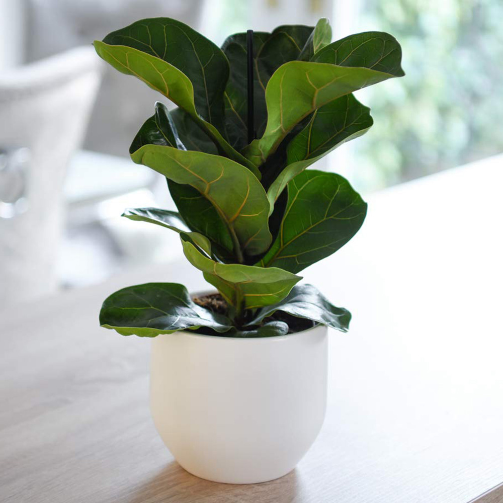 Thompson & Morgan Ficus lyrata Fiddle Leaf Fig Potted Plant 12cm 2 Pack Image 1