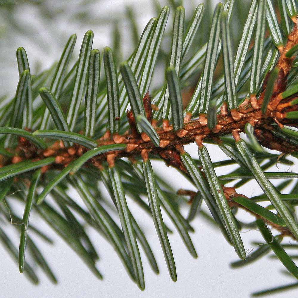 wilko Nordman Fir Cut Real Christmas Tree 6 to 7ft Image 2