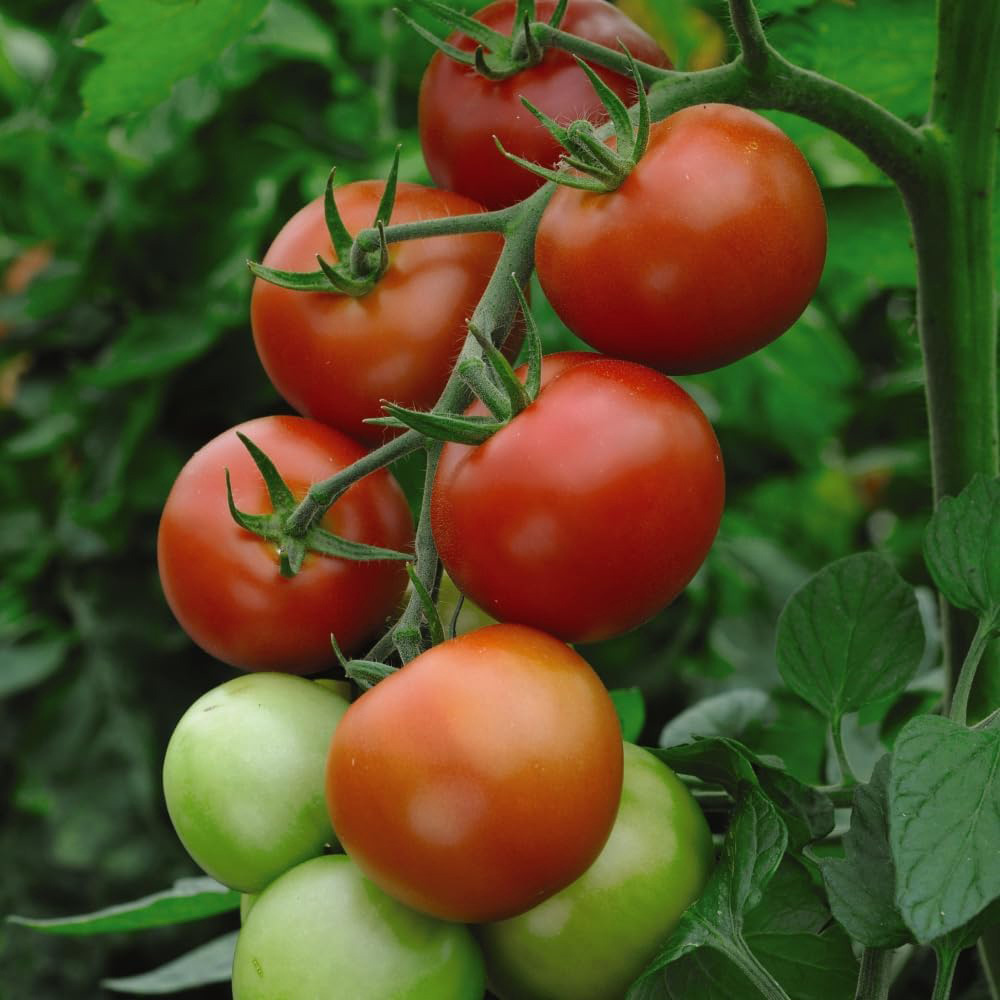 Thompson and Morgan Nurserymans Choice Grafted Tomato Plant Pot 9cm 3 Pack Image 6