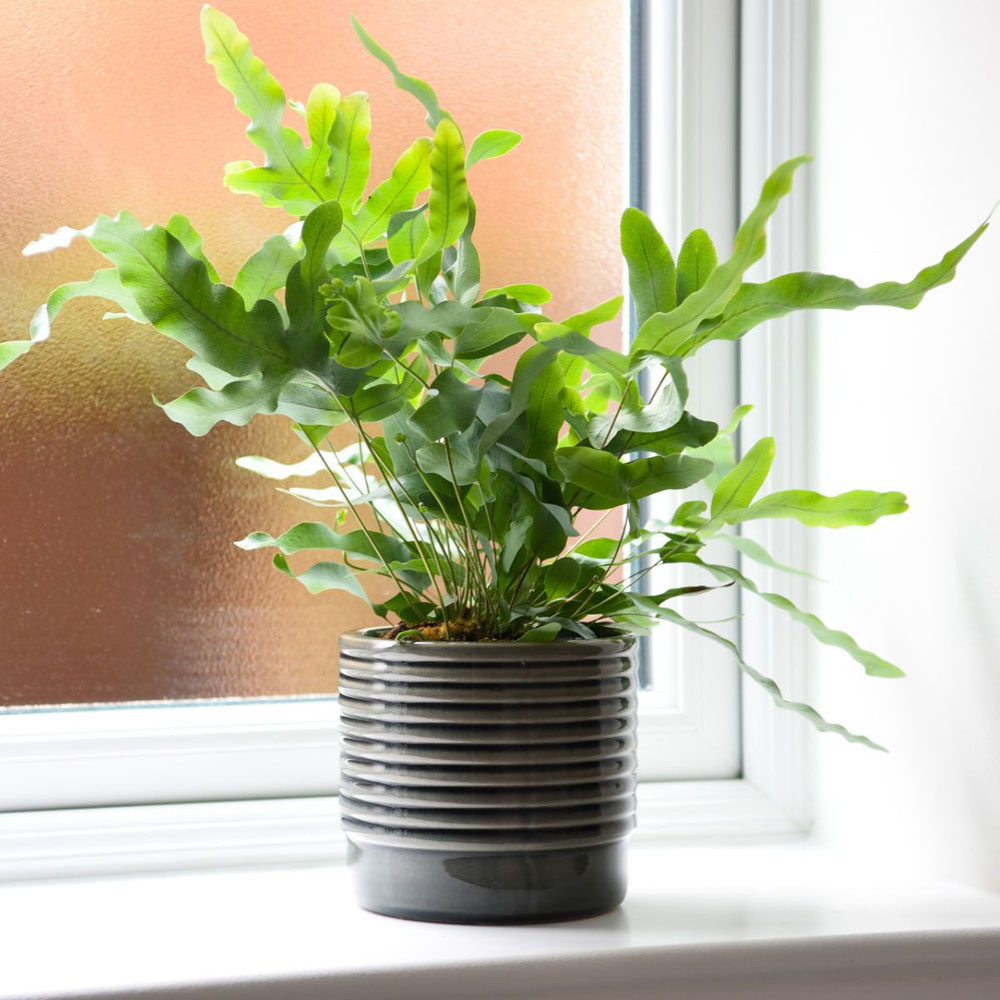 Thompson and Morgan New Home Houseplant Collection Plant Pot 12cm 4 Pack Image 3