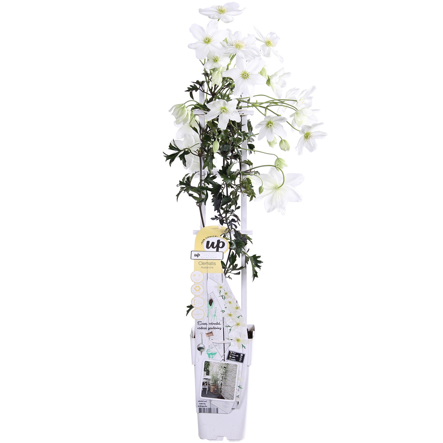 Clematis 15cm - Cart Avalanche White Image