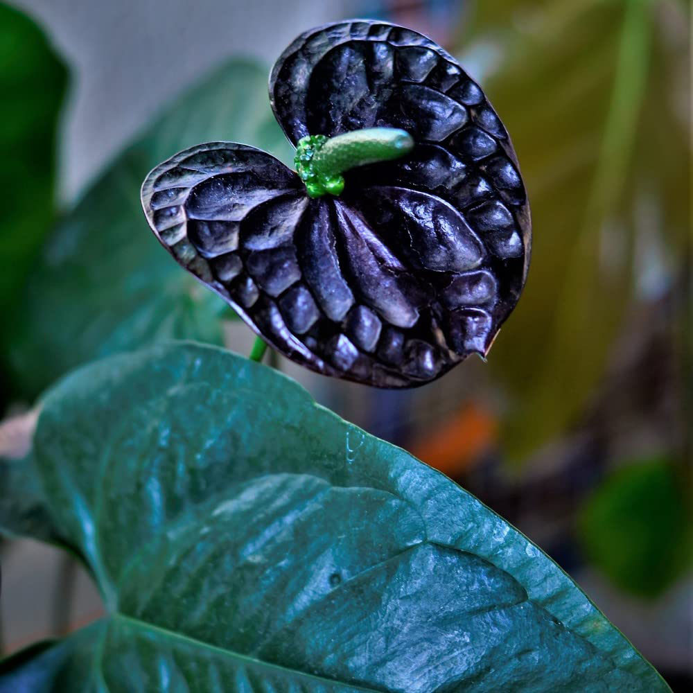 Thompson & Morgan Anthurium Black Love Potted Plant Image 3