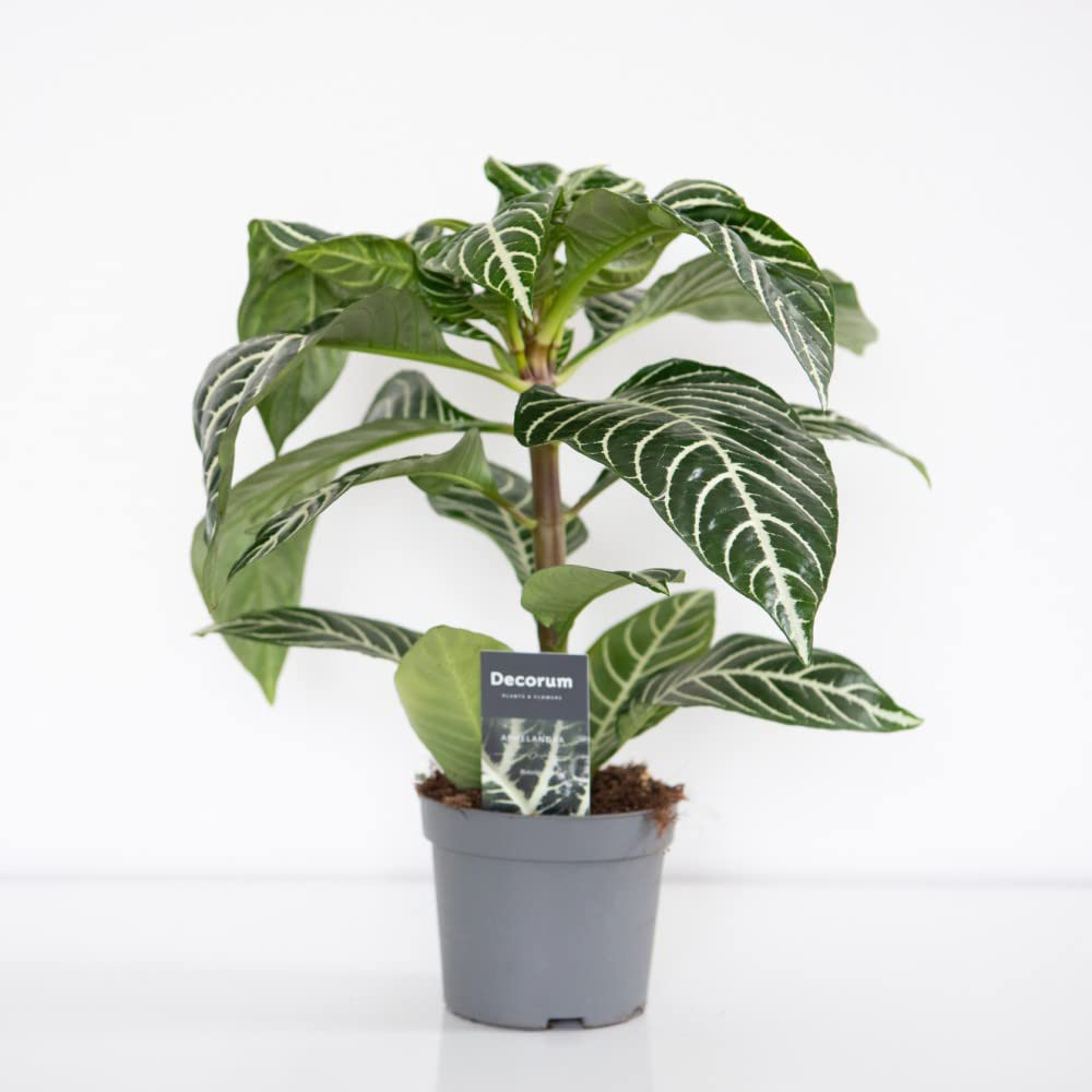 Thompson and Morgan Aphelandra Squarrosa Plant Pot 13cm Image 2