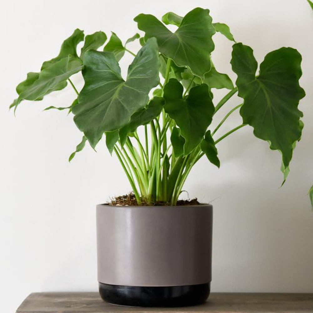 Thompson and Morgan Philodendron Shangri La Plant Pot 14cm Image 1