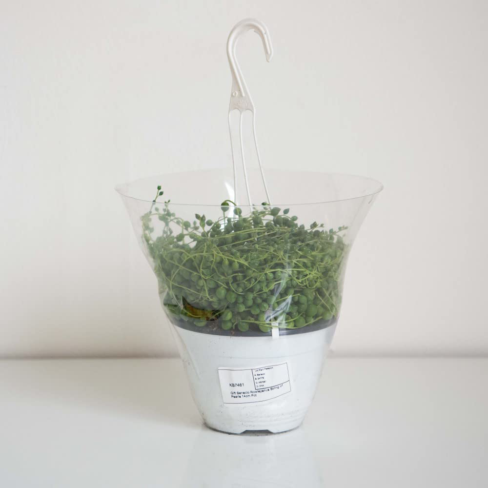 Thompson and Morgan Senecio String of Teardrops Plant in Pot 11cm 2 Pack Image 5