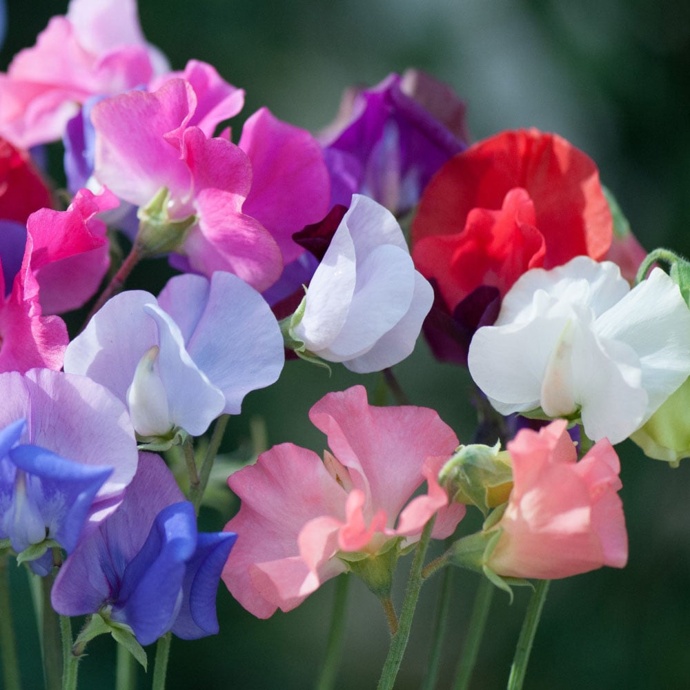Thompson and Morgan Sweet Pea Old Fashioned Scented Mix Seed Image 3