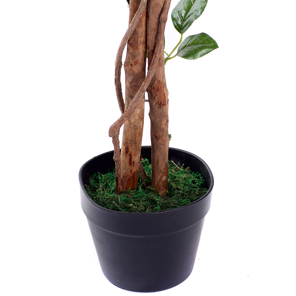 4ft Red Rose Plant Image 4