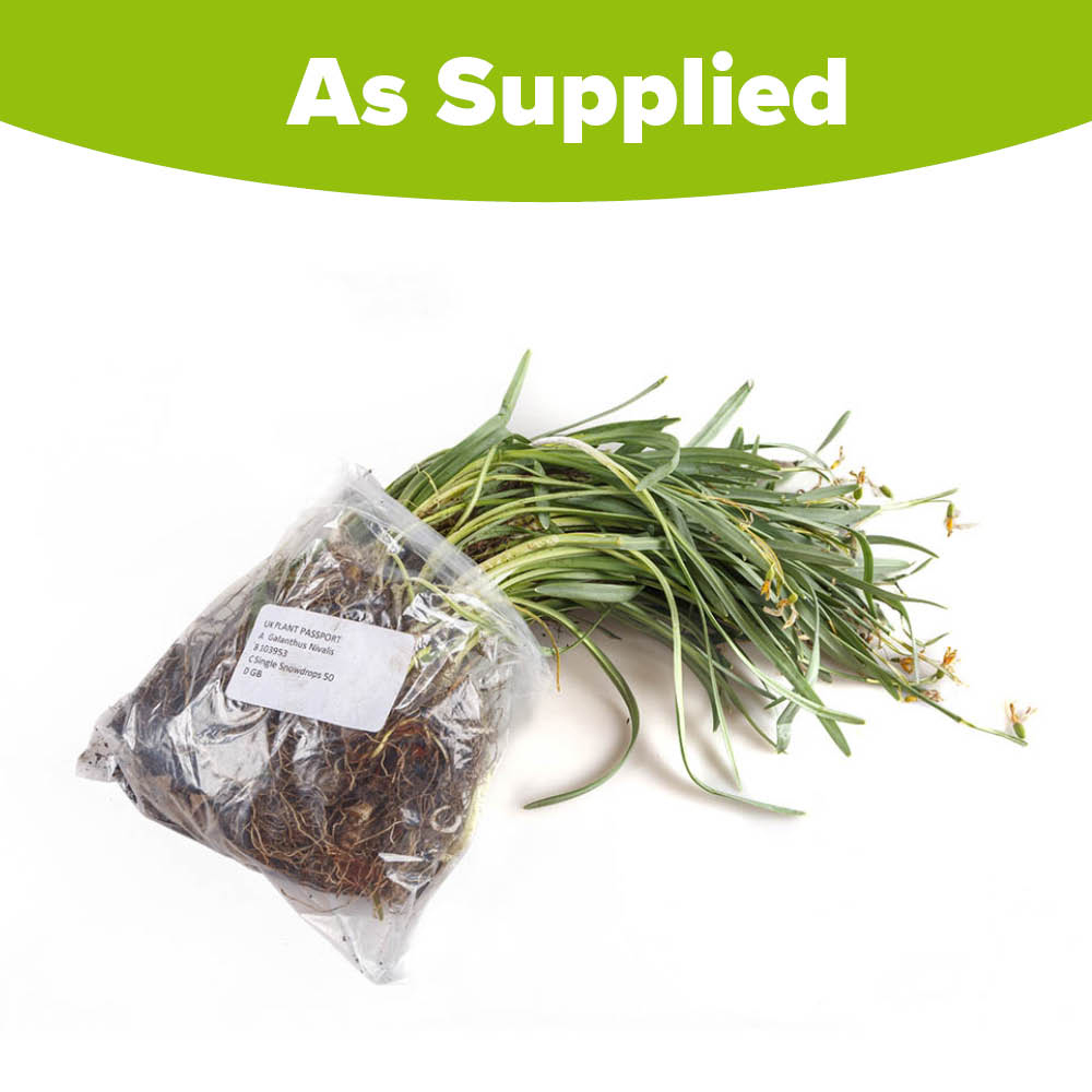 YouGarden Snowdrops In the Green Single Flowered Spring Planting Bulb 50 Pack Image 3