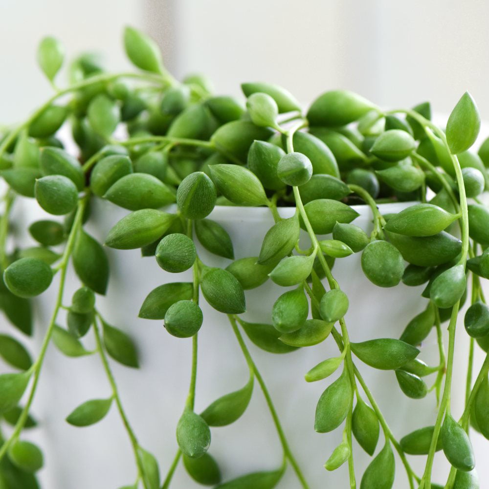 Thompson & Morgan Senecio Rowleyanus String of Pearls Potted Plant 9cm 2 Pack Image 2