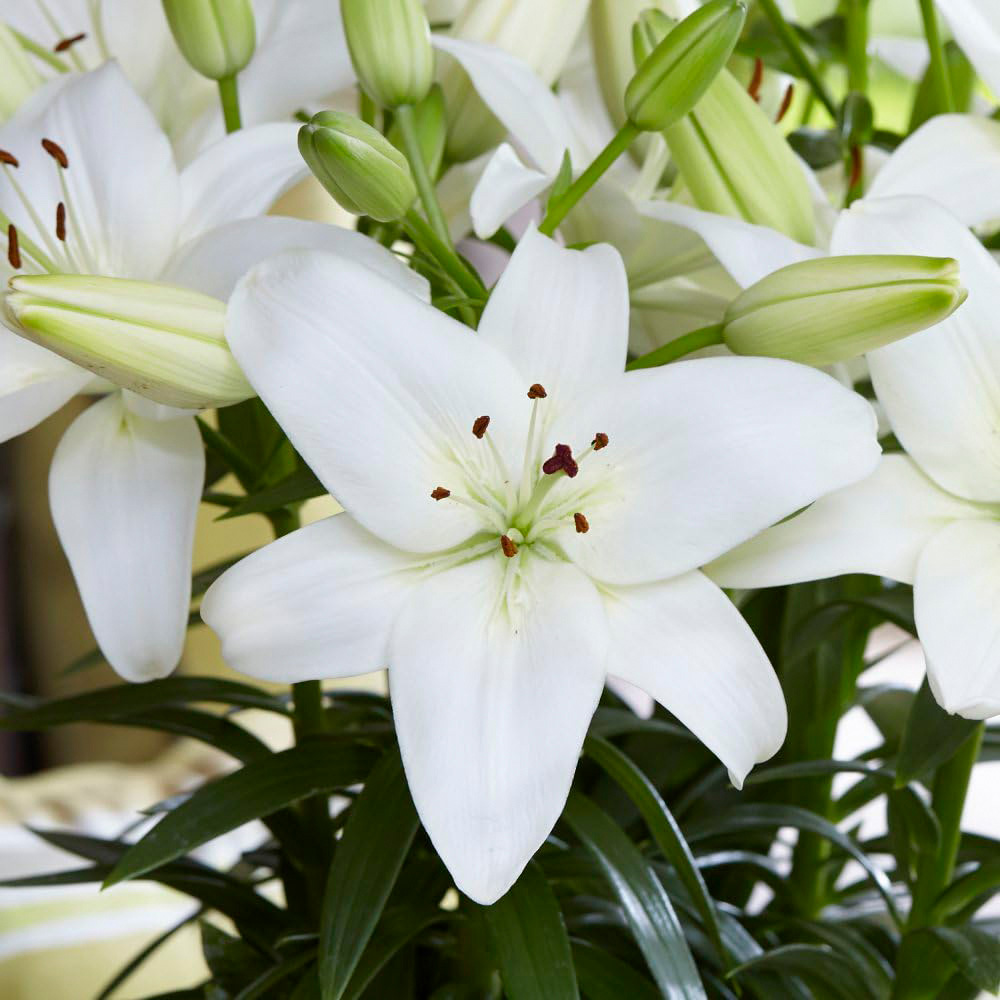 Thompson and Morgan Lily Summer Fun Collection Planting Bulb 18 Pack Image 6