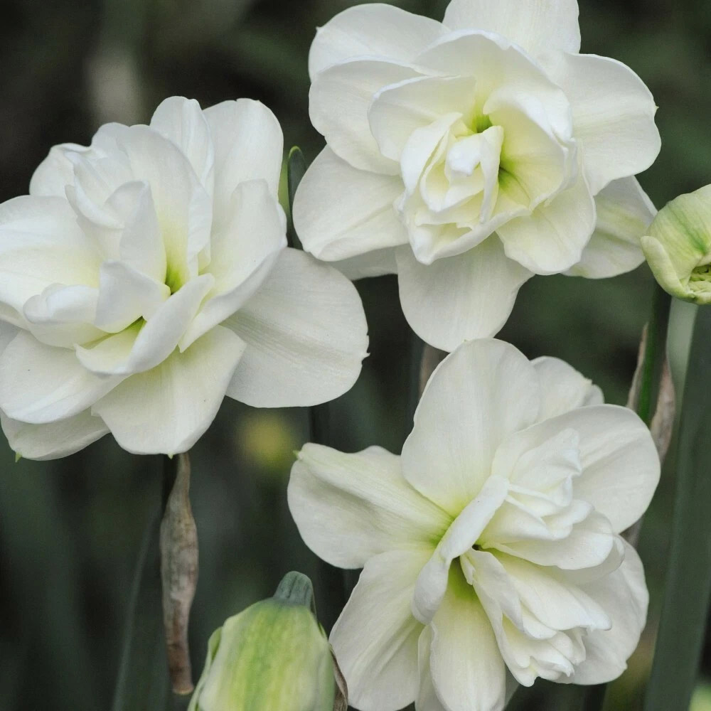 Thompson and Morgan Daffodil Rose of May Improved Spring Planting Bulb 16 Pack Image 3