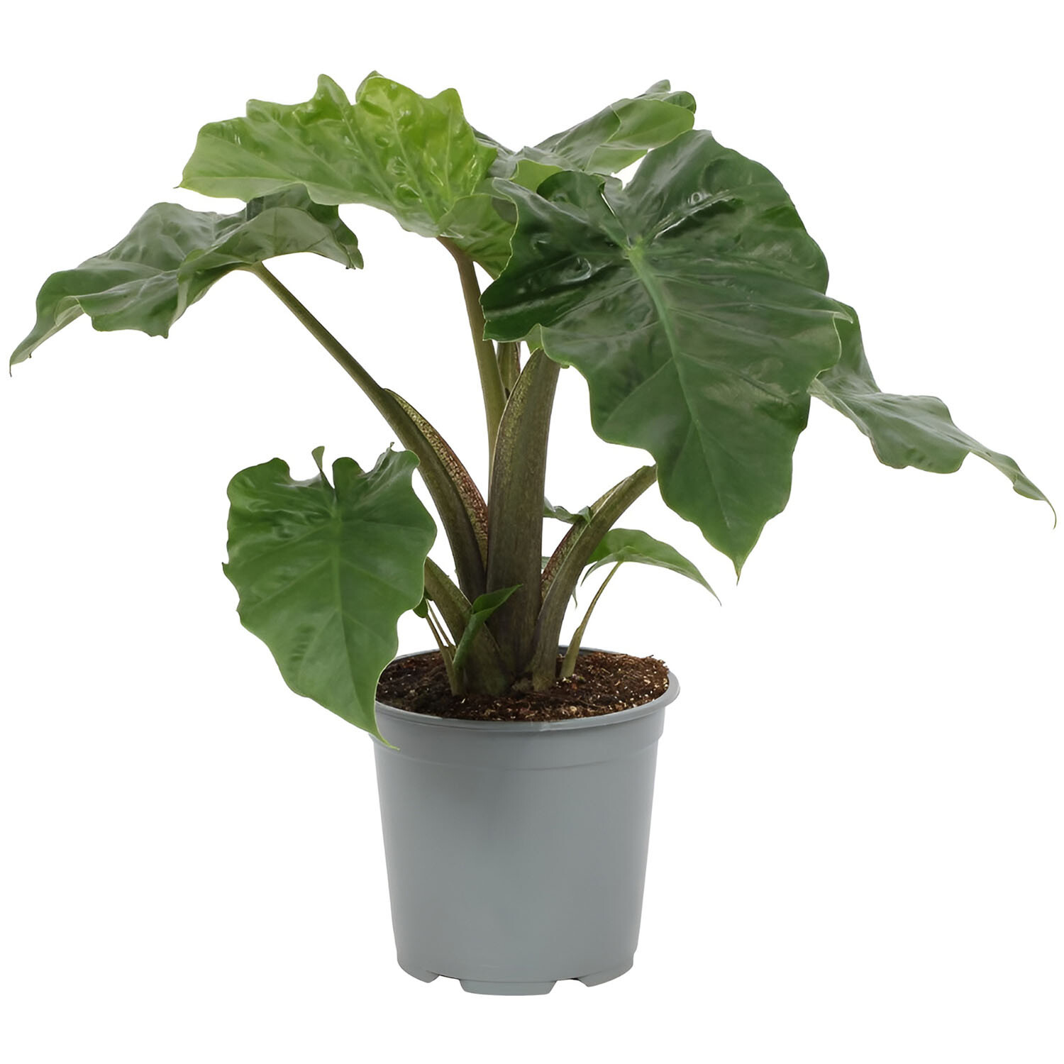 Alocasia Low Rider - Green Image