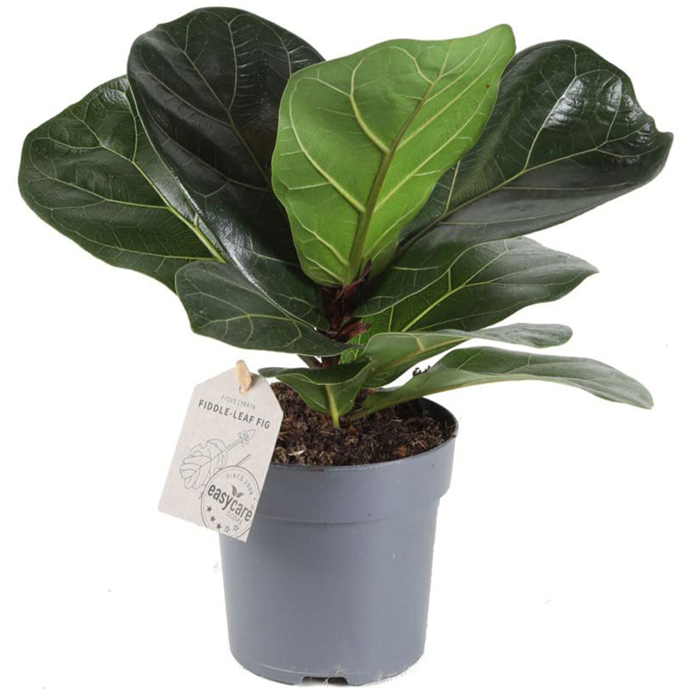 Thompson and Morgan Ficus Lyrata Fiddle Leaf Fig Plant Pot 12cm Image 2