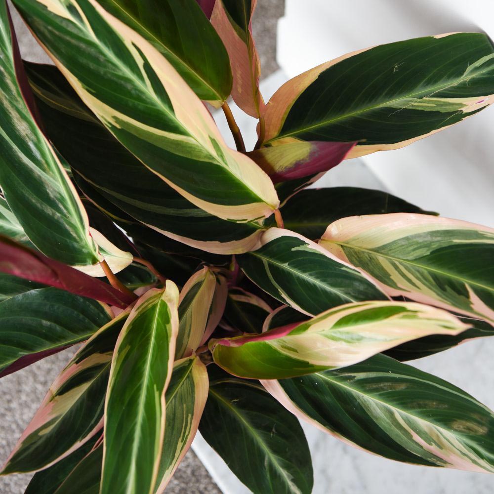 Thompson and Morgan Stromanthe Sanguinea Triostar Plant in Pot 14cm 2 Pack Image 2