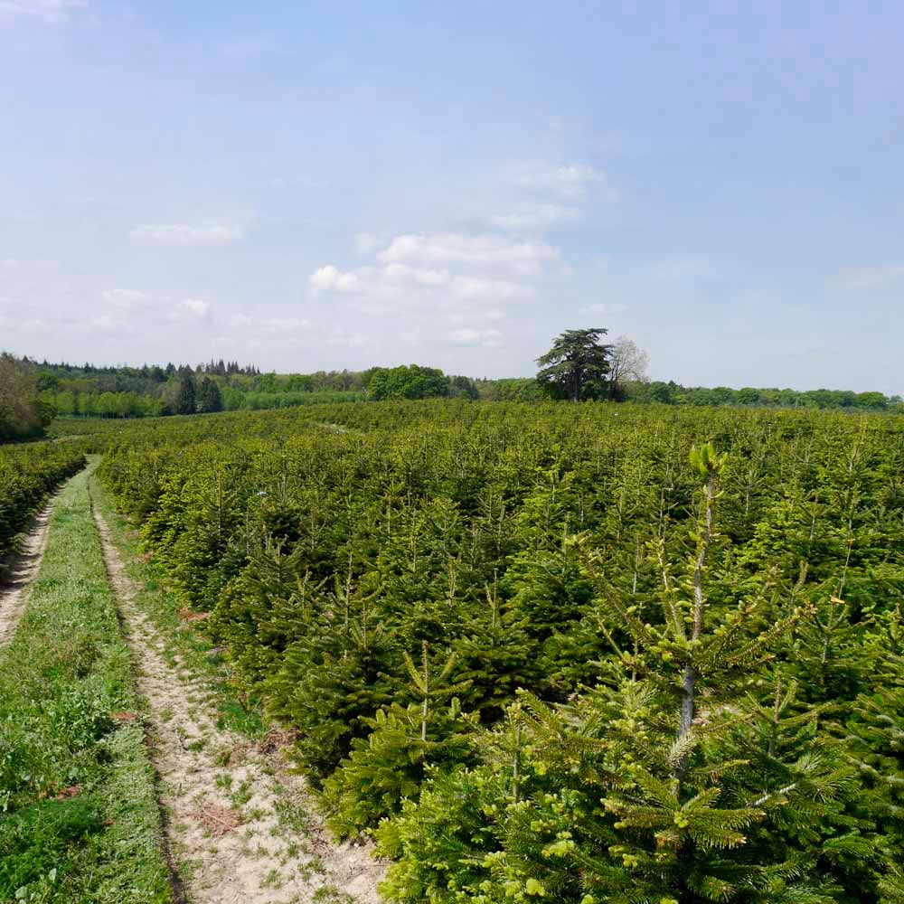 wilko Nordman Fir Cut Real Tree with Stand 5 to 6ft Image 6