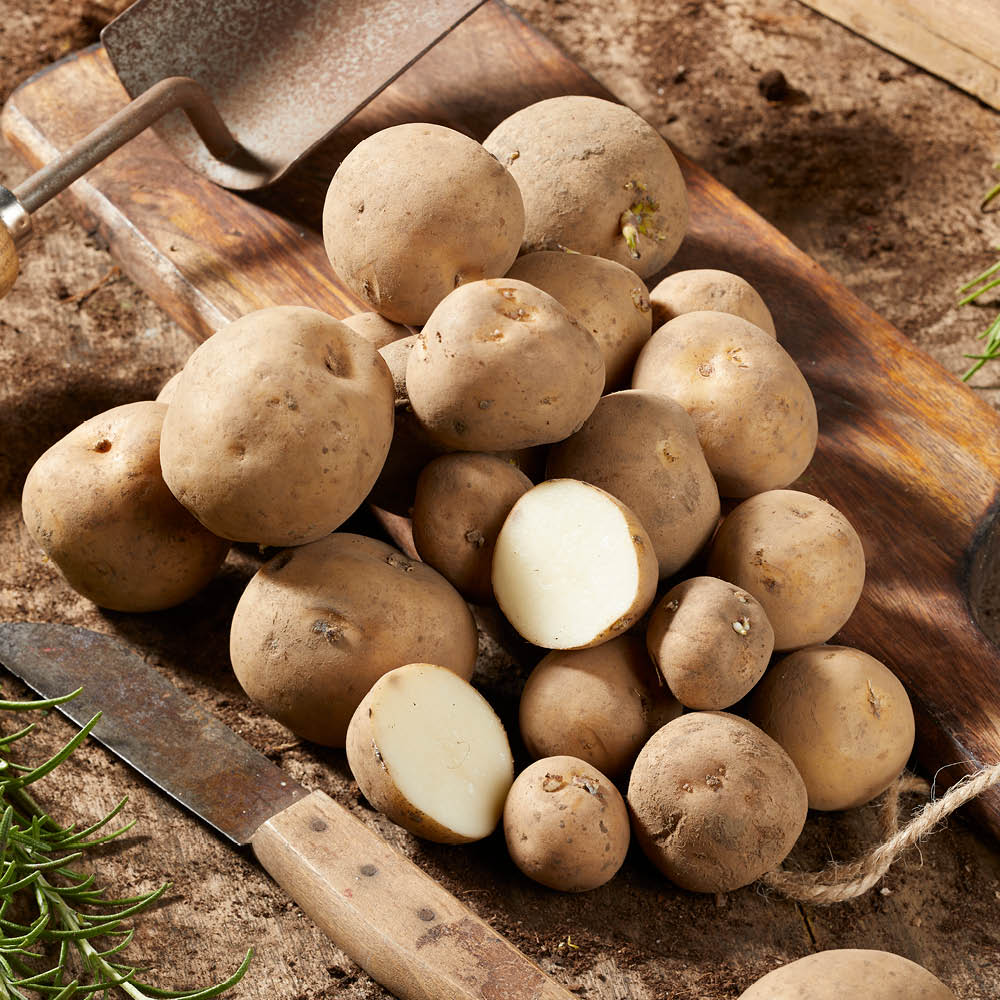 YouGarden Rocket Seed Potato Tubers 6 Pack Image 1