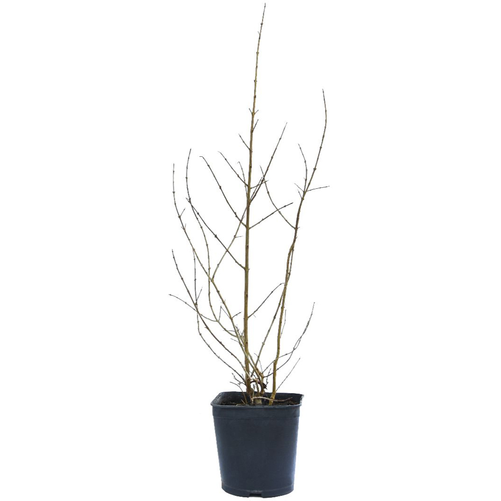 Thompson and Morgan Pomegranate Granatum Var Nana Mini Stem Plant Pot 20cm 2 Pack Image 2