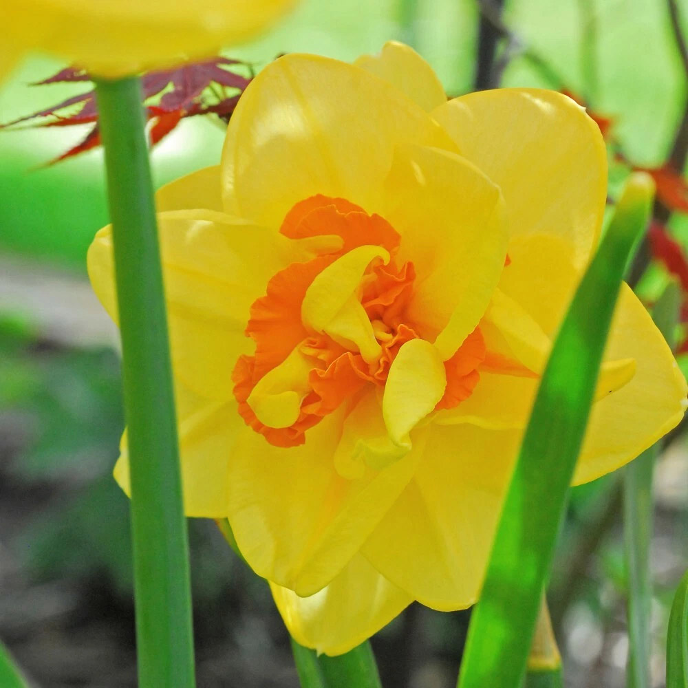 Thompson and Morgan Daffodil Raffles Spring Planting Bulb 8 Pack Image 5