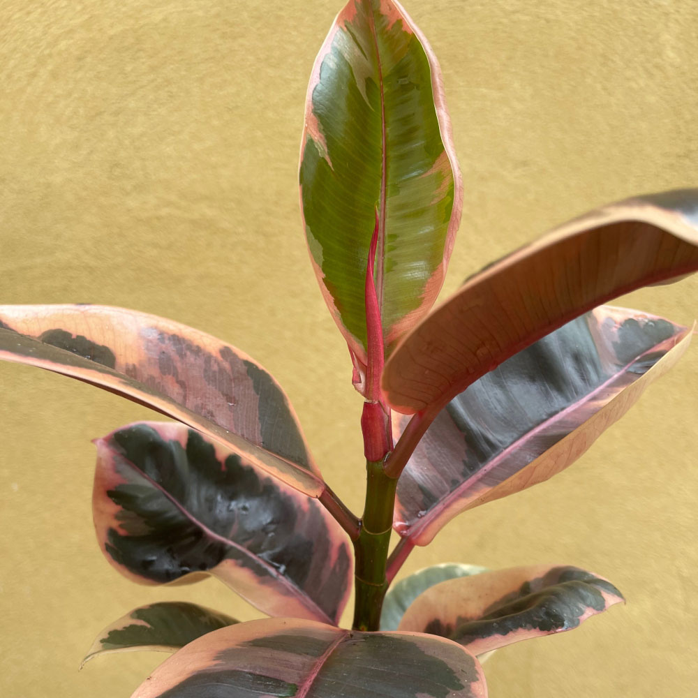 Thompson & Morgan Ficus elastica Belize Potted Plant 12cm Image 2