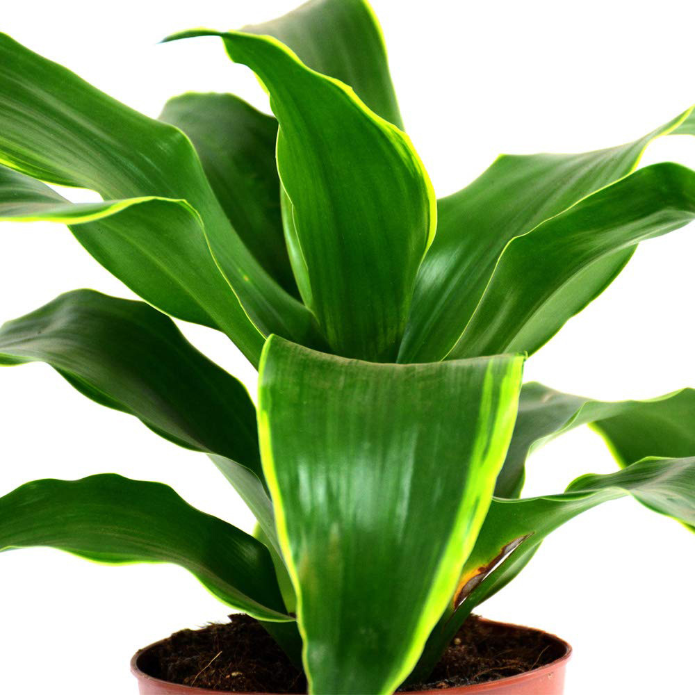 Thompson and Morgan Dracaena Fragrans Tornado Potted Plant 12cm 2 Pack Image 5