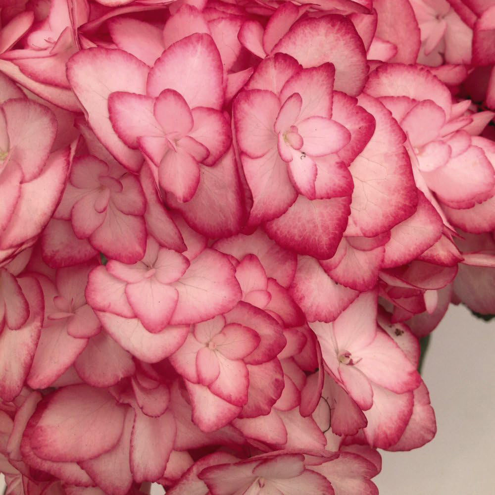 Thompson and Morgan Hydrangea Miss Saori Plant Pot 9cm 2 Pack Image 3