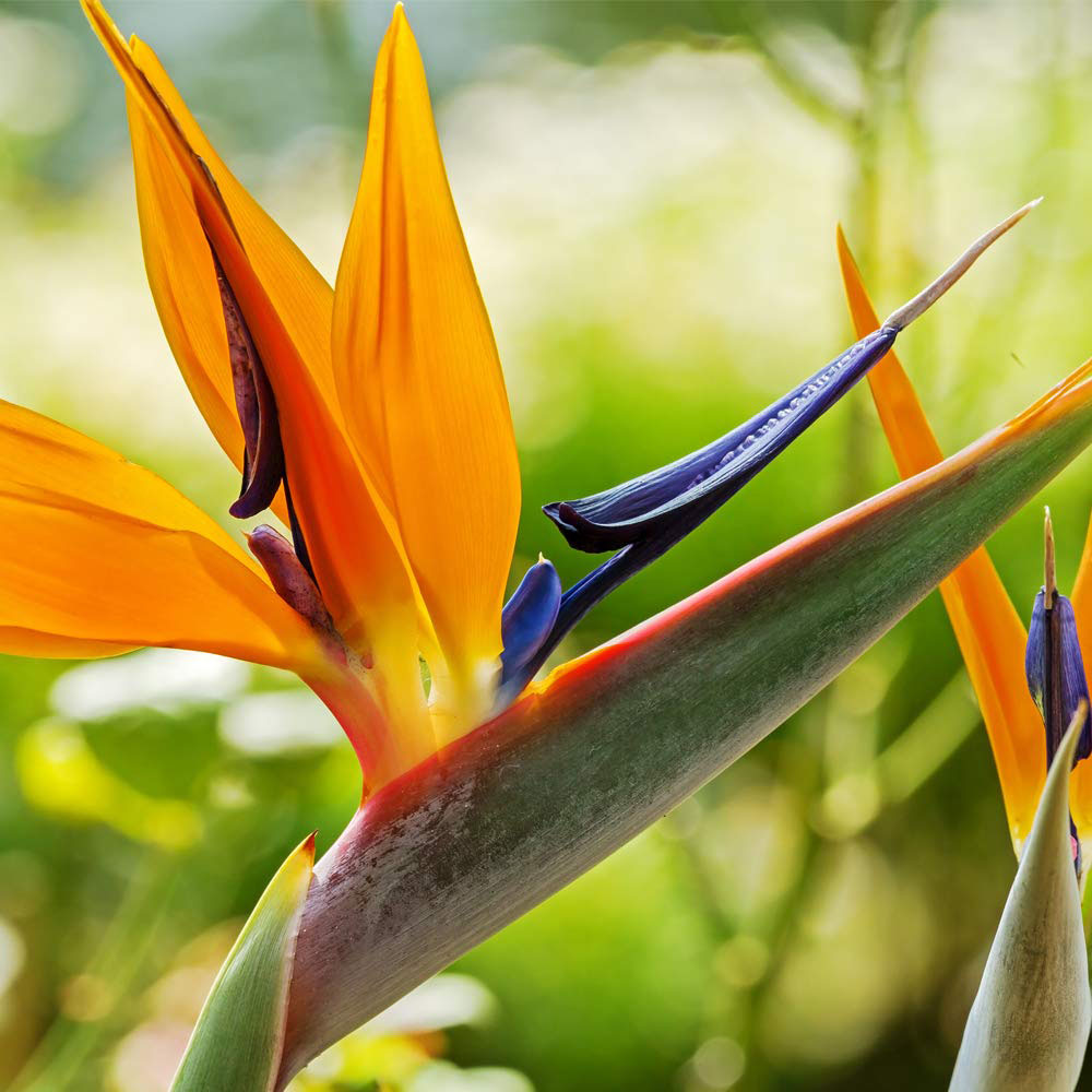 Thompson & Morgan Strelitzia Bird of Paradise Potted Plant 13cm Image 4